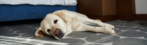 pancarta de labrador blanco acostado cerca de la cama en una habitación de hotel que acepta mascotas, compañero de animales y viajes - Foto, imagen