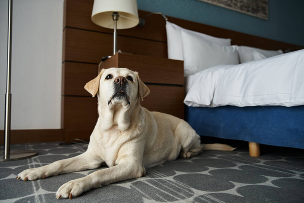 bílý labrador ležící u postele v hotelovém pokoji šetrném k domácímu mazlíčkovi, zvířecí společník a pojetí cestování - Fotografie, Obrázek
