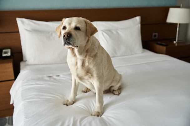 labrador bianco seduto su un letto bianco in una camera d'albergo pet-friendly, compagno di animali e di viaggio - Foto, immagini