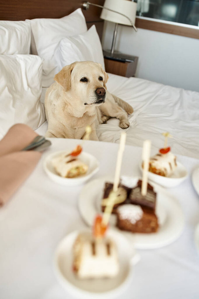 Labrador sabırla yatakta bekliyor. Oda servisi ön planda bulanık duruyor. Evcil hayvan dostu otel. - Fotoğraf, Görsel