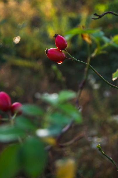 Wibrujące różane biodra w złotym świetle jesieni, symbol nagrody natury. Te jasne jagody są nie tylko piękne, ale także pełne korzyści dla zdrowia. Dzikie różane biodra świecące o zachodzie słońca, dotyk dzikiej piękności o zmierzchu. - Zdjęcie, obraz