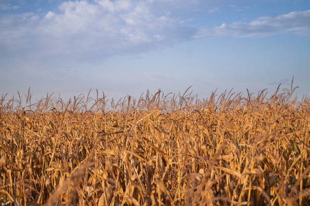 Podzimní sklizeň: Zralé kukuřičné pole táhnoucí se pod rozlehlou modrou oblohou, symbolizující hojnost. Golden Crop Skyline: Zlaté odstíny kukuřice připravené ke sklizni. Čas sklizně: Moře zlaté kukuřice houpající se ve větru. - Fotografie, Obrázek