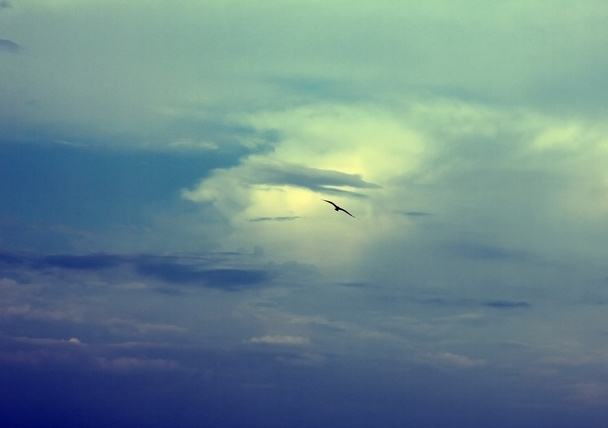 Sky a pták - Fotografie, Obrázek