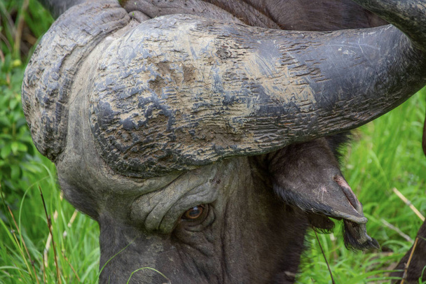 prachtig exemplaar van een Afrikaanse buffel in zijn natuurlijke habitat in Zuid-Afrika - Foto, afbeelding