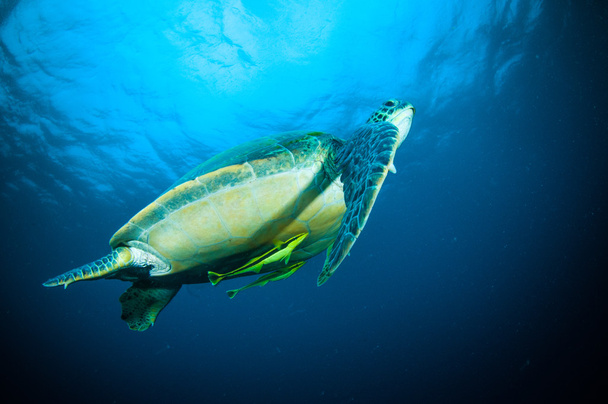 tartaruga marinha natação bunaken sulawesi indonésia mydas chelonia subaquática foto
 - Foto, Imagem