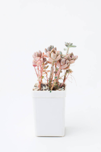 Сочное домашнее растение Graphedum Francesco Baldi в белом пластиковом горшке на белом фоне - Фото, изображение