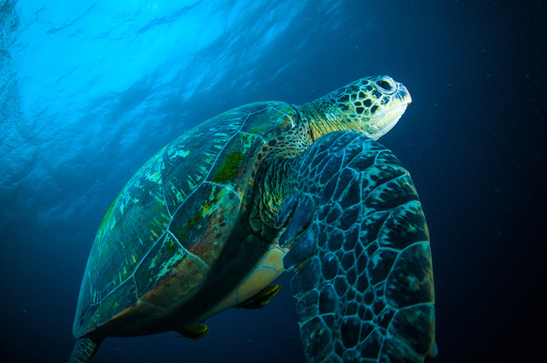 Θαλάσσιας χελώνας κολύμπι bunaken sulawesi Ινδονησία chelonia mydas υποβρύχια φωτογραφία - Φωτογραφία, εικόνα
