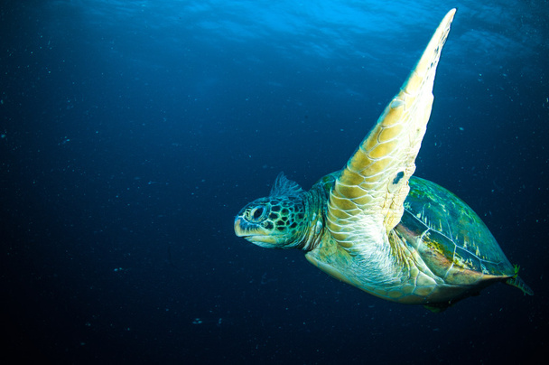 tartaruga marinha natação bunaken sulawesi indonésia mydas chelonia subaquática foto
 - Foto, Imagem