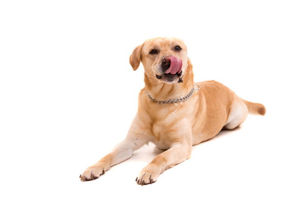 Giovane cane Labrador
 - Foto, immagini