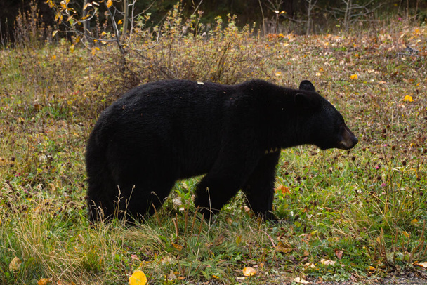 Коричневий ведмідь їсть траву в Національному парку Банфф - Фото, зображення