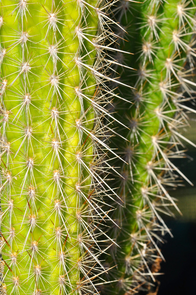 Cactus - 写真・画像