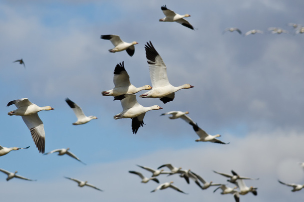 Flock of Snow Geese Flying in a Cloudy Sky - Photo, Image