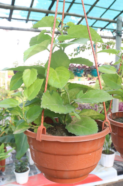 cissus rotundifolia φύλλα φυτό στο αγρόκτημα προς πώληση είναι καλλιέργειες μετρητών. μπορεί να θεραπεύσει διάφορες ασθένειες όπως εγκαύματα, διαβήτη, πυρετό, γαστρεντερικά προβλήματα, ελονοσία, δερματικές παθήσεις - Φωτογραφία, εικόνα