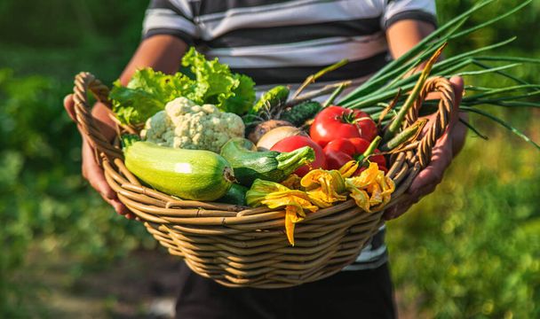 Un contadino raccoglie verdure nell'orto. Concentrazione selettiva. Alimenti. - Foto, immagini