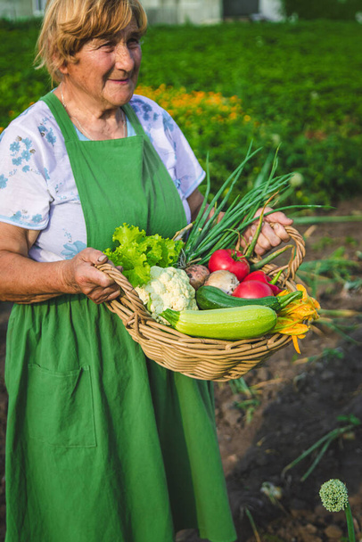 Stará žena sklízí zeleninu na zahradě. Selektivní soustředění. Jídlo. - Fotografie, Obrázek