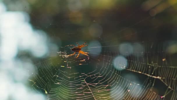 Meditatív lövés pókháló lengő szél este naplementekor az erdőben, függőleges - Felvétel, videó