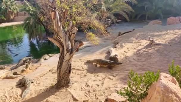 Krokodil farm, aligátorok sütkérezik a napon, krokodil farm tuniszia afrika, gyönyörű nap - Felvétel, videó