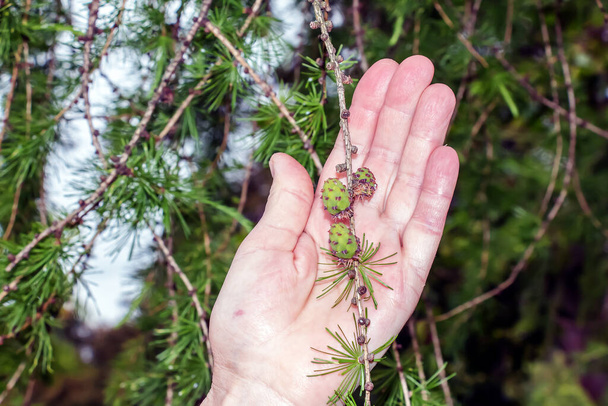 Jasnozielone gałęzie z szyszkami modrzewiowymi Larix decidua Pendula w kobiecej dłoni. Naturalne piękno eleganckiej gałęzi modrzewia. - Zdjęcie, obraz