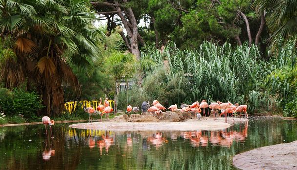 Un groupe de flamants roses se dresse dans un étang entouré de feuillages tropicaux luxuriants et de palmiers. Les oiseaux roses se tiennent sur une jambe et leurs reflets peuvent être vus dans l'eau.  - Photo, image