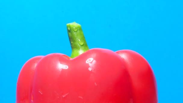 Punainen paprika pippuri sinisellä pohjalla vesipisaroilla. Tuoreita vihanneksia. Ruoanlaitto käsite. - Materiaali, video