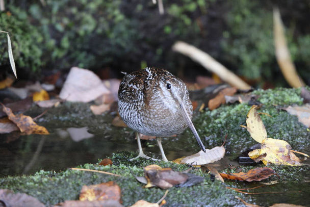 The solitary snipe (Gallinago solitaria) is a small stocky wader. It is found in the Palearctic from northeast Iran to Japan and Korea. This photo was taken in Japan. - Photo, Image