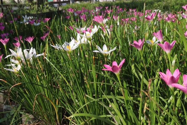 Ροζ Χρωματιστά Φθινόπωρο zephyrlily φυτό στο αγρόκτημα προς πώληση είναι καλλιέργειες μετρητών μπορεί να βελτιώσει τη λειτουργία του ήπατος και να βοηθήσει τους ανθρώπους που έχουν ηπατικά προβλήματα, και θέματα ηπατίτιδας - Φωτογραφία, εικόνα