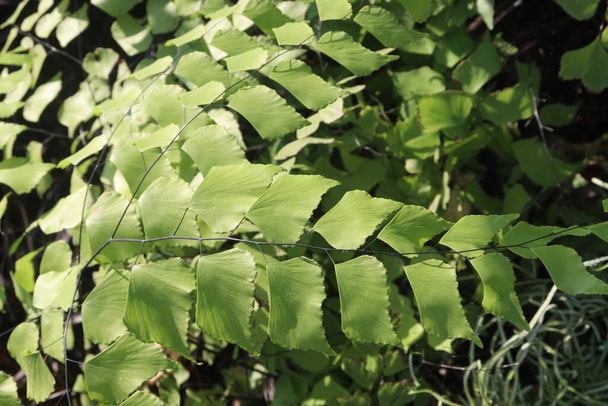 Adiantum trapeziforme leaf plant on farm for sell are cash crops. they have anti-diabetic, anti-obesity, anticonvulsant, analgesic, hypocholesterolemic, goitrogenic, anti-thyroidal - Photo, Image