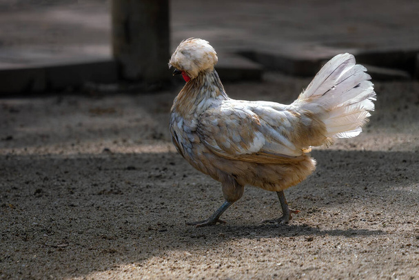 Польский цыпленок с красивым гребнем - Фото, изображение