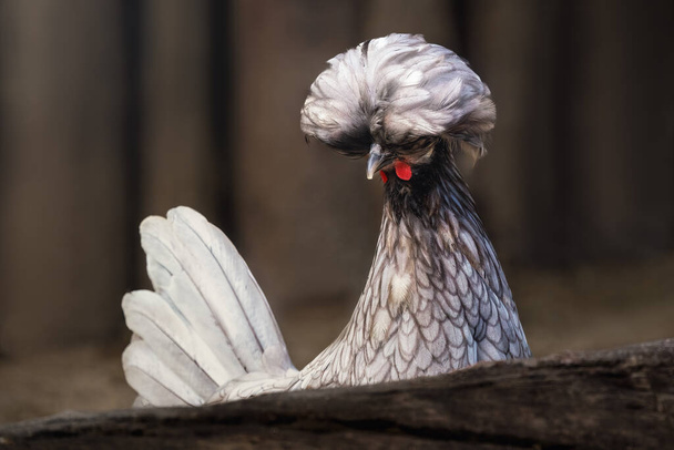 Pollo polacco con bella cresta - Foto, immagini