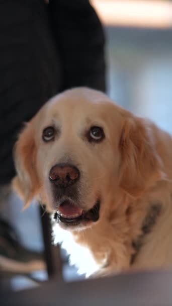 Piękny pies Golden Retriever. Wysokiej jakości materiał 4k - Materiał filmowy, wideo