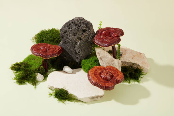 Lingzhi-Pilze stehen senkrecht neben Felsen mit grünem Moos. Platz für die Ausstellung von Produkten, die aus hochwertigen Heilkräutern gewonnen werden. Minimalistischer weißer Hintergrund. - Foto, Bild