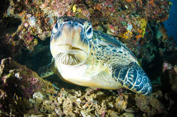 Θαλάσσιας χελώνας κοραλλιών bunaken sulawesi Ινδονησία chelonia mydas υποβρύχια φωτογραφία - Φωτογραφία, εικόνα