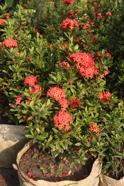 Chinese ixora flower plant on farm for sell are cash crop. it can treat hypertension, bone marrow, abscesses, wounds, rheumatism, bruises - Photo, Image