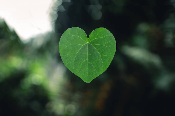 Foglie a forma di cuore in mano, sfondo verde naturale - Foto, immagini