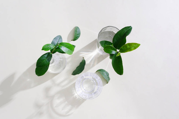 Gałęzie zielonej herbaty są umieszczone w szklanych filiżanek wody na białym tle. Minimalistyczny wizerunek reklamy, czasopism i wielu innych. Minimalistyczna i wyrafinowana koncepcja. - Zdjęcie, obraz