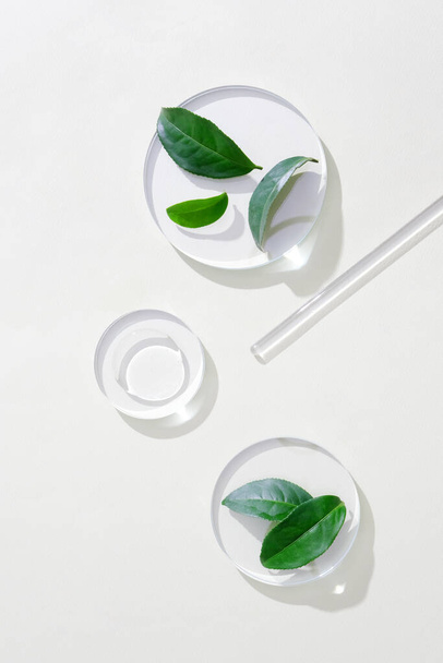 Lähikuva pisara kirkasta nestettä näytetään lasilevyllä, tuoreet vihreät teelehdet sijoitetaan muihin pyöreisiin palkintokorokkeisiin. Minimalistinen tyyli mainontaan. - Valokuva, kuva