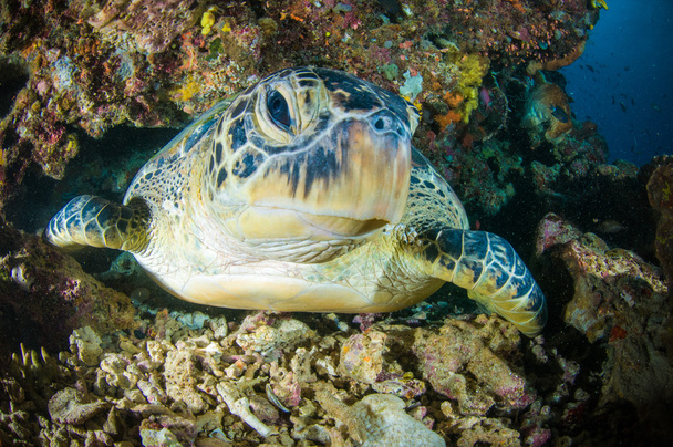 Θαλάσσιας χελώνας κοραλλιών bunaken sulawesi Ινδονησία chelonia mydas υποβρύχια φωτογραφία - Φωτογραφία, εικόνα