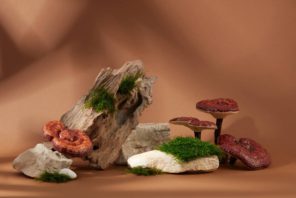 Грибы ганодермы встроены в скалы и зеленый мох на коричневом фоне с тенями. Ганодерма - восточный гриб, который долгое время использовался в традиционной китайской медицине.. - Фото, изображение