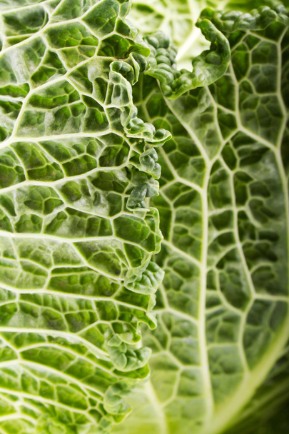 Fresh savoy cabbage - Фото, изображение