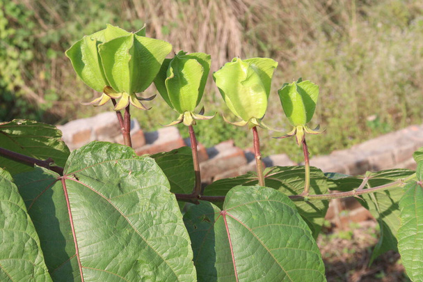 Abroma augusta plant on farm for sell are cash crop. it can treat absence of menstrual periods. also treat sleeping disorders, rheumatism, fever and abnormal vaginal discharges - Photo, Image