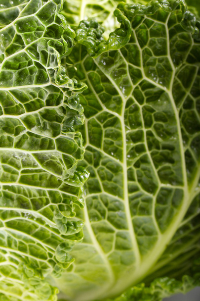Fresh savoy cabbage - Фото, изображение