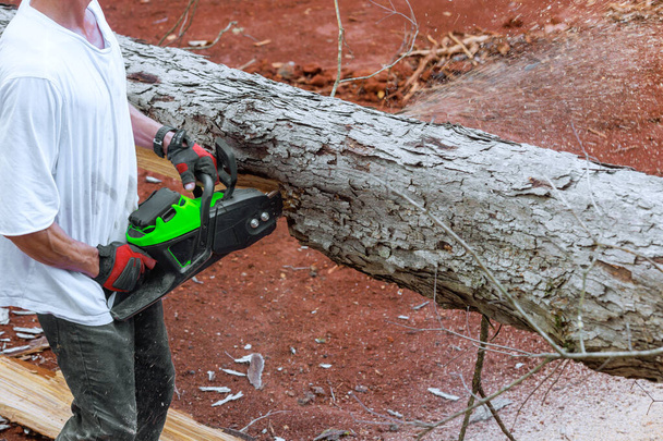 leñador profesional utiliza motosierra para cortar árboles en el sitio del bosque - Foto, Imagen