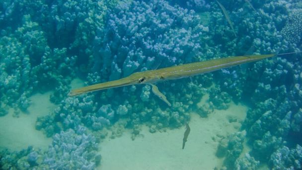 Mavi saksılı kornet balığı kızıl denizde dalış yaparken kameraya bakıyor. - Fotoğraf, Görsel
