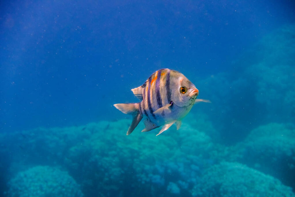 einzelner indopazifischer Feldwebelfisch schwimmt in klarem, blauem Meerwasser in Ägypten - Foto, Bild