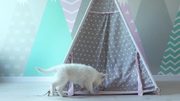 A White Swiss Shepherd puppy is playing mischievously in the children's room. A cute white puppy is playing in a children's wigwam. Pets concept. 4k footage. - Footage, Video