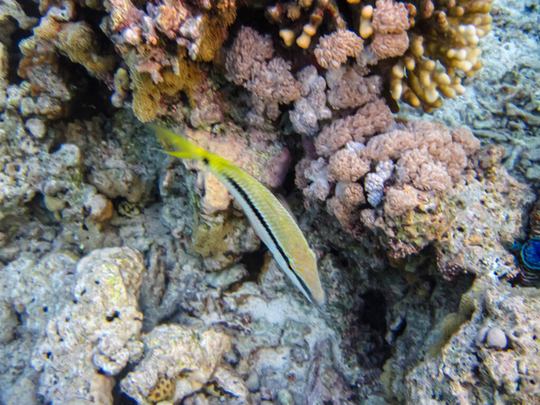 Halichoeres hortulanus in the expanses of the coral reef of the Red Sea - Photo, Image