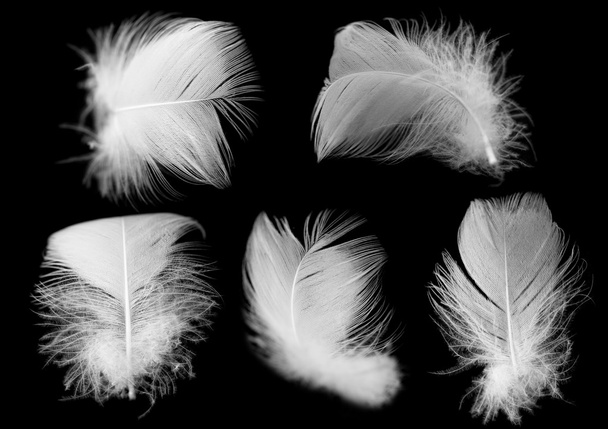 white feather of a bird on a black background - Fotografie, Obrázek