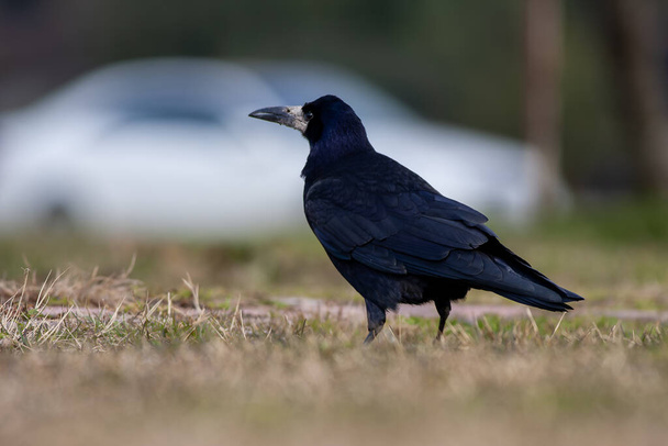 μεγάλο μαύρο πουλί ψάχνει για τροφή στο έδαφος, Πύργος, Corvus frugilegus - Φωτογραφία, εικόνα