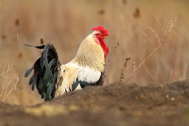 gallo colorato a piedi vicino alla fattoria
 - Foto, immagini