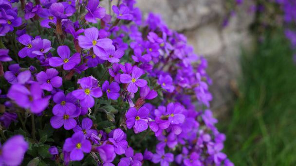 Zbliżenie purpurowej rośliny Aubrieta rosnącej w rustykalnym kamiennym murze - Zdjęcie, obraz